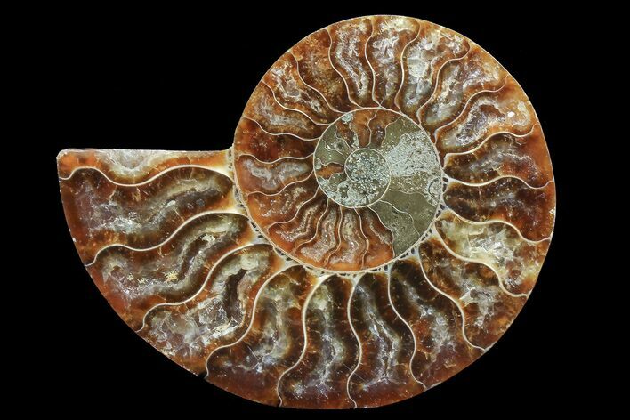 Agatized Ammonite Fossil (Half) #78407